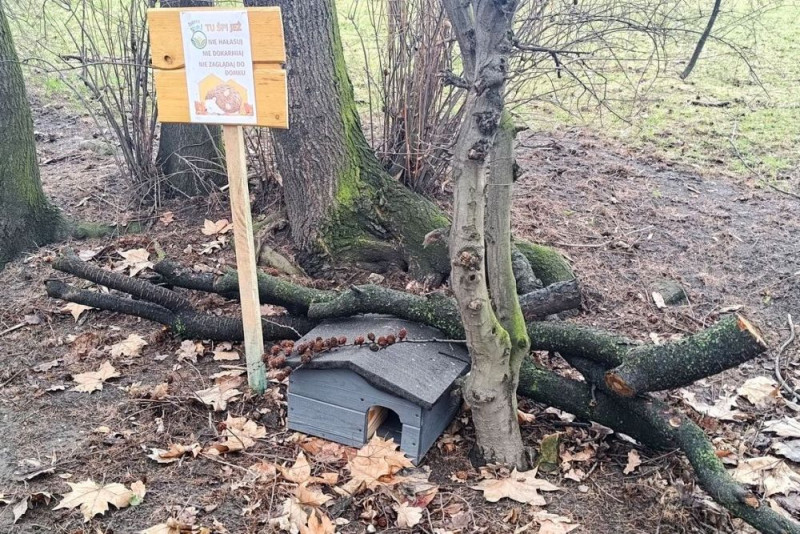 Jeże, ptaki i owady znajdą schronienie w raciborskim parku